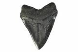 Serrated, Fossil Megalodon Tooth - South Carolina #239757-2